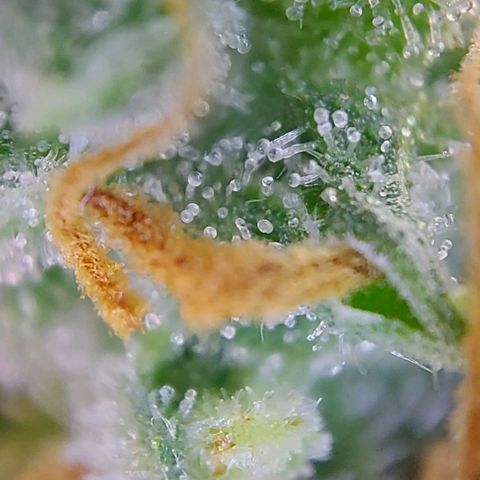 Berta // White Widow Auto // Seeds66 growlog timeline photo