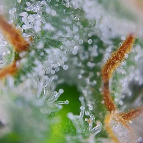 Sadie // Girl Scout Cookies Auto // Seeds66 growlog timeline photo