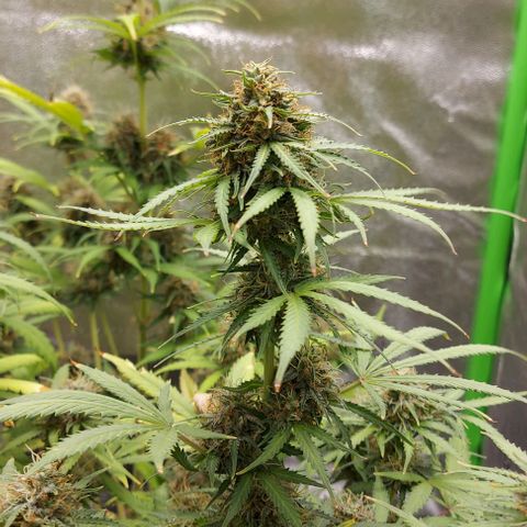 Marta // Lemon Haze Auto // Seeds66 growlog timeline photo