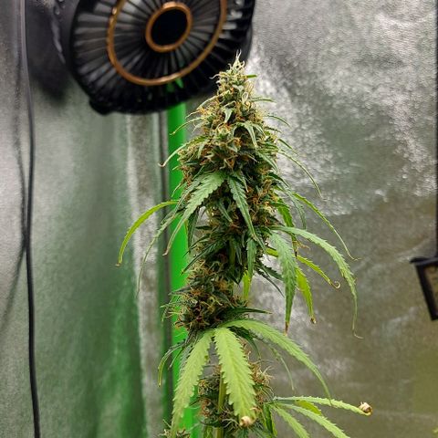 Berta // White Widow Auto // Seeds66 growlog timeline photo