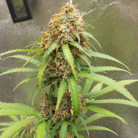 Sadie // Girl Scout Cookies Auto // Seeds66 growlog timeline photo