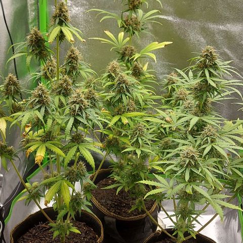Berta // White Widow Auto // Seeds66 growlog timeline photo