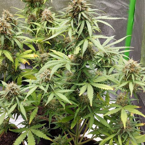 Marta // Lemon Haze Auto // Seeds66 growlog timeline photo