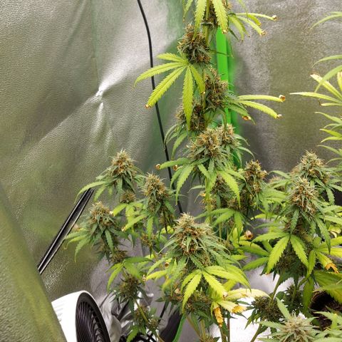 Berta // White Widow Auto // Seeds66 growlog timeline photo