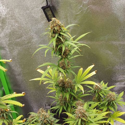 Sadie // Girl Scout Cookies Auto // Seeds66 growlog timeline photo