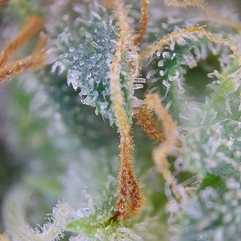 Marta // Lemon Haze Auto // Seeds66 growlog timeline photo