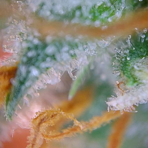 Berta // White Widow Auto // Seeds66 growlog timeline photo