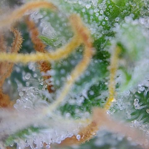 Sadie // Girl Scout Cookies Auto // Seeds66 growlog timeline photo