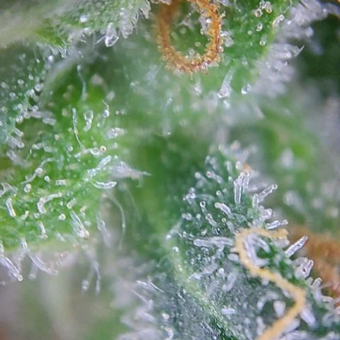 Marta // Lemon Haze Auto // Seeds66 growlog timeline photo