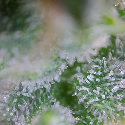 Berta // White Widow Auto // Seeds66 growlog timeline photo