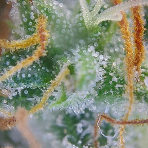 Sadie // Girl Scout Cookies Auto // Seeds66 growlog timeline photo