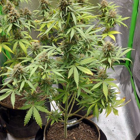 Marta // Lemon Haze Auto // Seeds66 growlog timeline photo