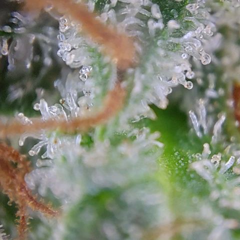 Marta // Lemon Haze Auto // Seeds66 growlog timeline photo