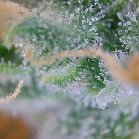 Berta // White Widow Auto // Seeds66 growlog timeline photo