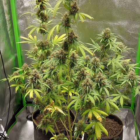 Berta // White Widow Auto // Seeds66 growlog timeline photo