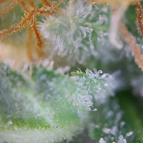 Sadie // Girl Scout Cookies Auto // Seeds66 growlog timeline photo