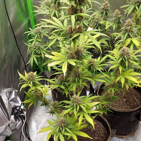Sadie // Girl Scout Cookies Auto // Seeds66 growlog timeline photo