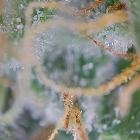 Marta // Lemon Haze Auto // Seeds66 growlog timeline photo