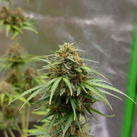 Marta // Lemon Haze Auto // Seeds66 growlog timeline photo