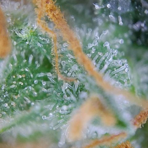 Berta // White Widow Auto // Seeds66 growlog timeline photo