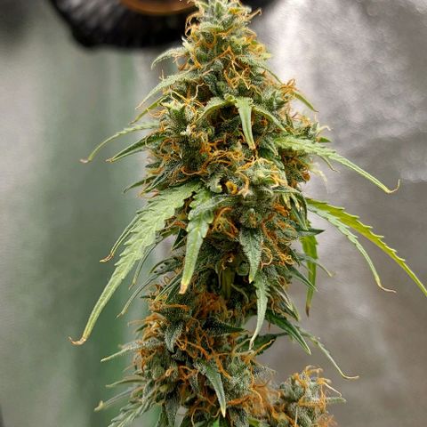 Berta // White Widow Auto // Seeds66 growlog timeline photo