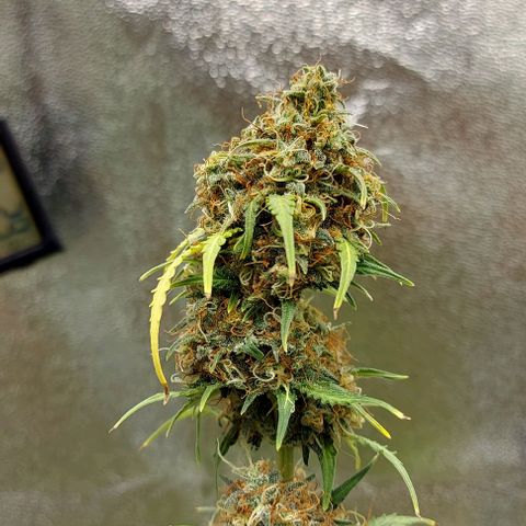 Sadie // Girl Scout Cookies Auto // Seeds66 growlog timeline photo