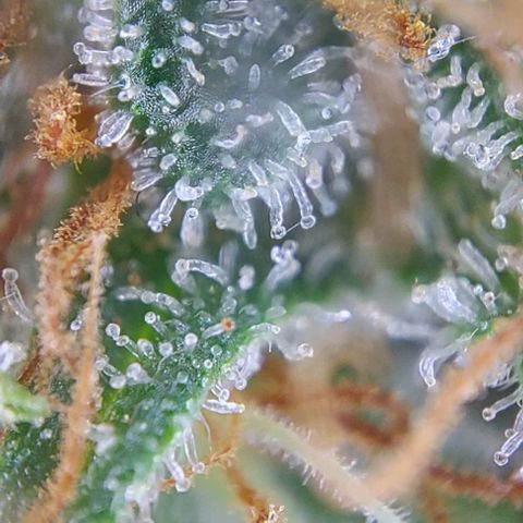 Sadie // Girl Scout Cookies Auto // Seeds66 growlog timeline photo