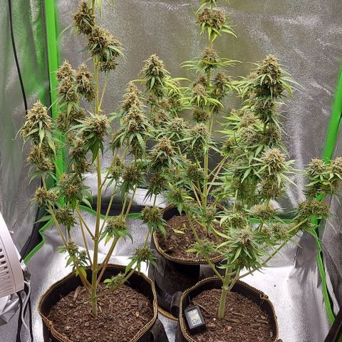 Berta // White Widow Auto // Seeds66 growlog timeline photo