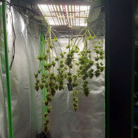 Berta // White Widow Auto // Seeds66 growlog timeline photo