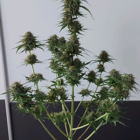 Marta // Lemon Haze Auto // Seeds66 growlog timeline photo