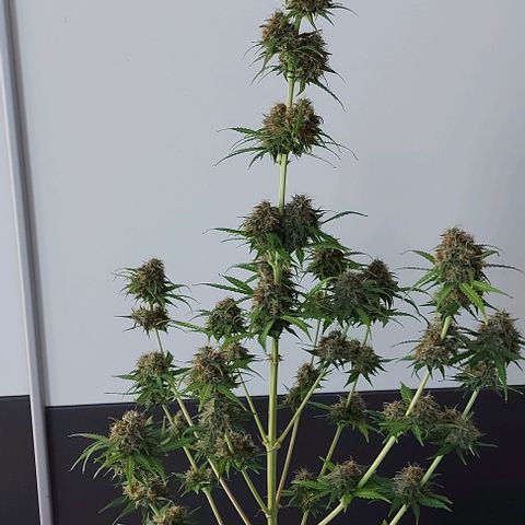 Sadie // Girl Scout Cookies Auto // Seeds66 growlog timeline photo