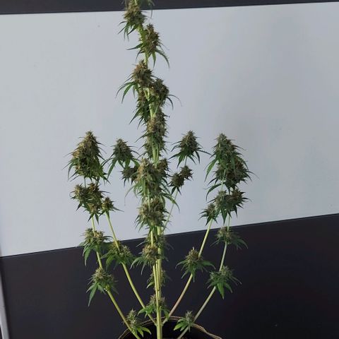 Berta // White Widow Auto // Seeds66 growlog timeline photo