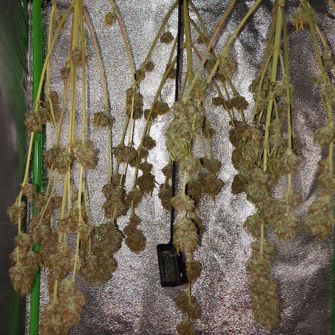 Berta // White Widow Auto // Seeds66 growlog timeline photo