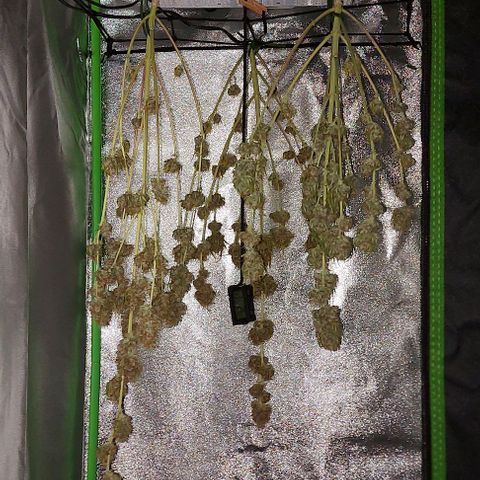 Berta // White Widow Auto // Seeds66 growlog timeline photo