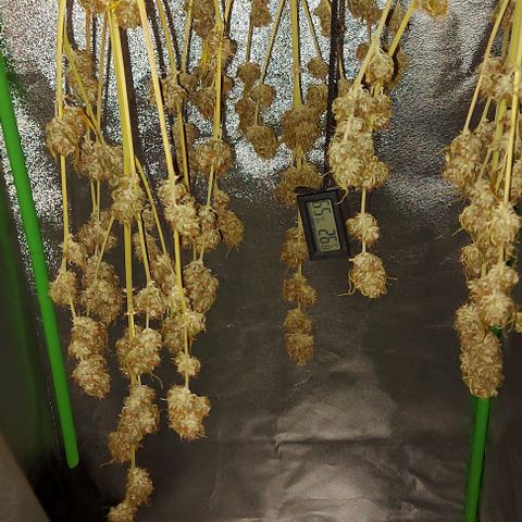 Berta // White Widow Auto // Seeds66 growlog timeline photo