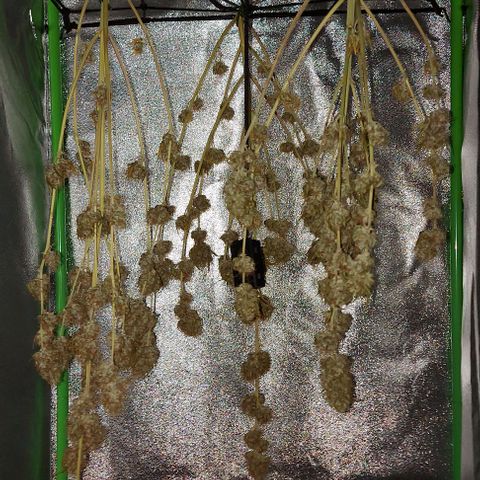 Berta // White Widow Auto // Seeds66 growlog timeline photo