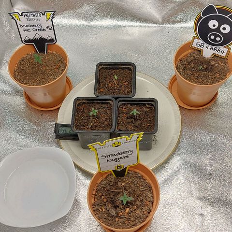 Mephisto Genetics  growlog timeline photo