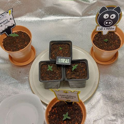 Mephisto Genetics  growlog timeline photo