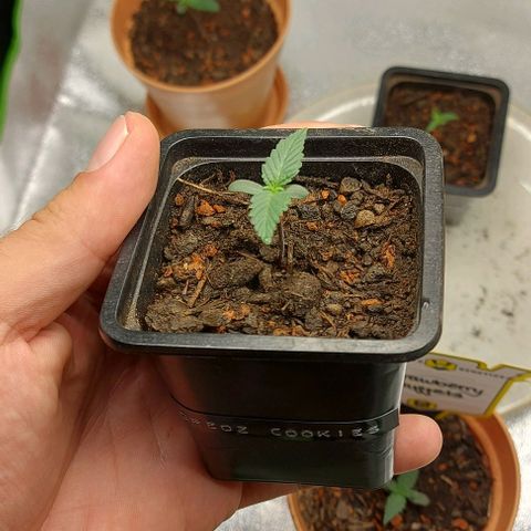 Mephisto Genetics  growlog timeline photo