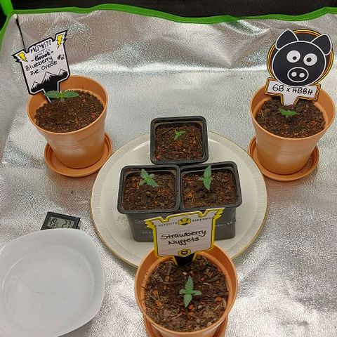 Mephisto Genetics  growlog timeline photo