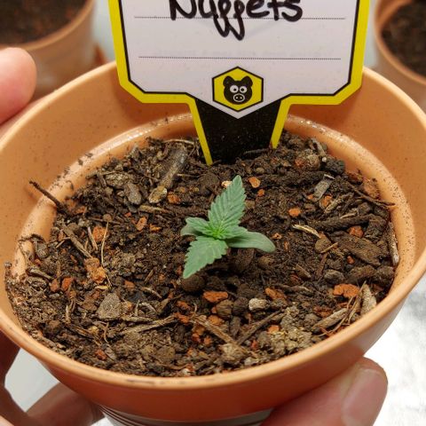 Mephisto Genetics  growlog timeline photo