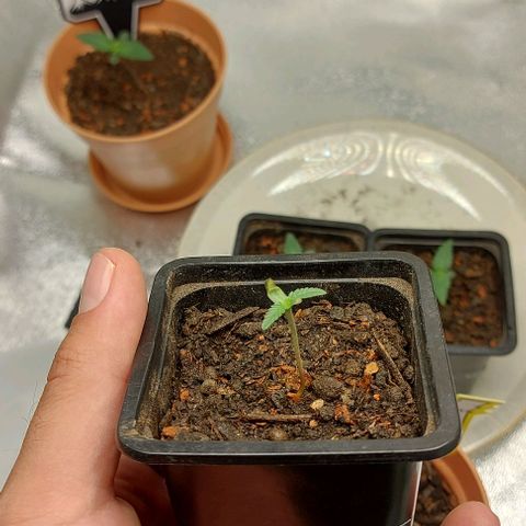 Mephisto Genetics  growlog timeline photo