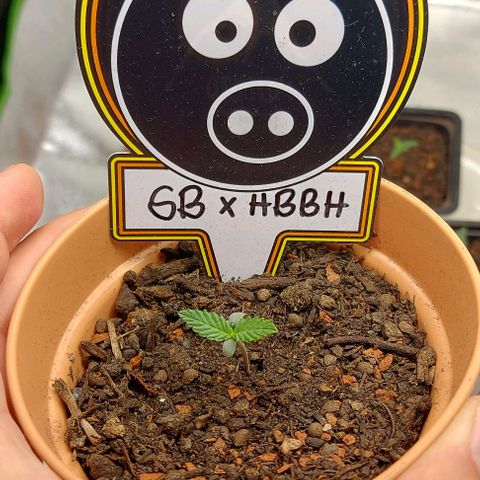 Mephisto Genetics  growlog timeline photo