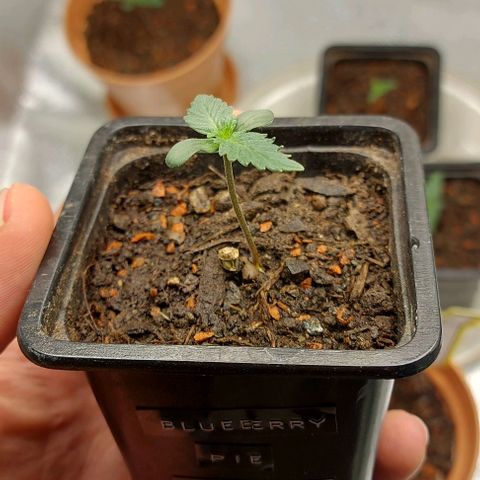 Mephisto Genetics  growlog timeline photo