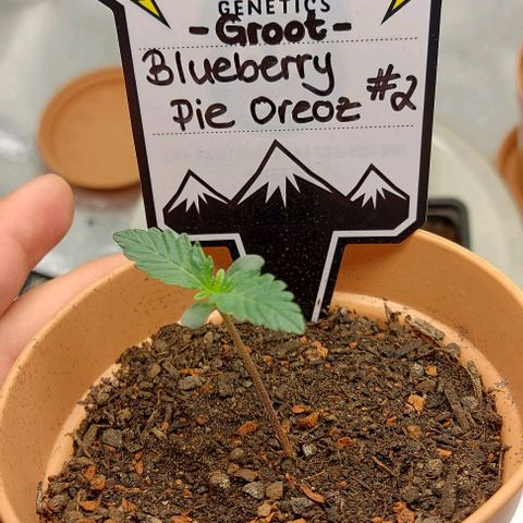 Mephisto Genetics  growlog timeline photo