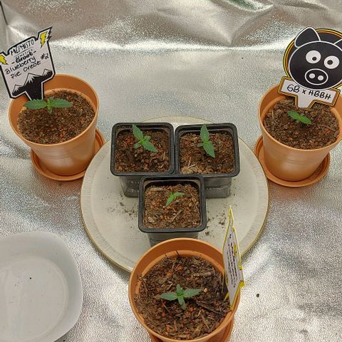 Mephisto Genetics  growlog timeline photo