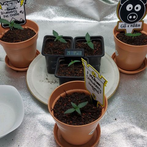 Mephisto Genetics  growlog timeline photo