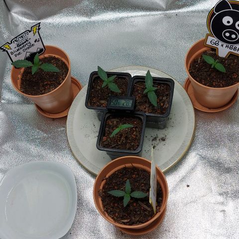 Mephisto Genetics  growlog timeline photo