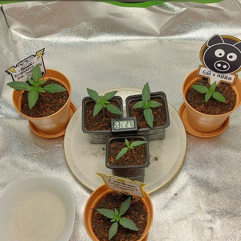 Mephisto Genetics  growlog timeline photo