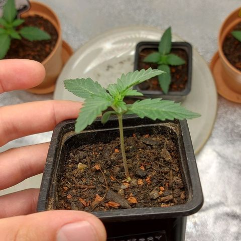 Mephisto Genetics  growlog timeline photo